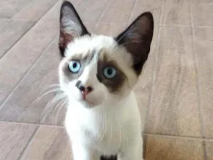 Gato raça Vira lata/ siamês idade 2 a 6 meses nome Princesas