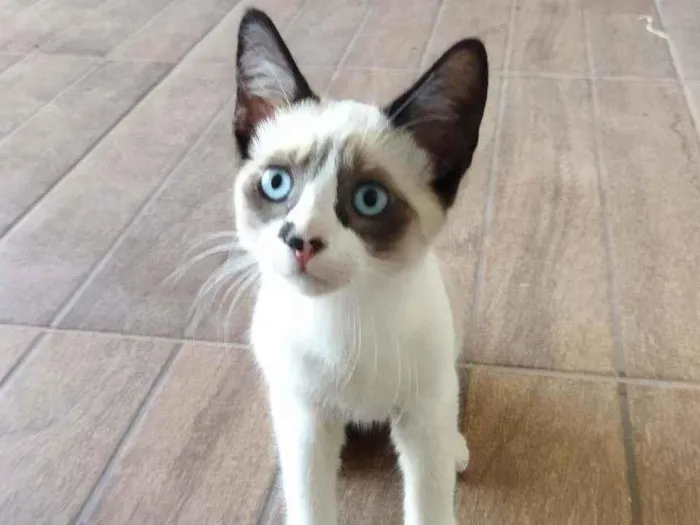 Gato ra a Vira lata/ siamês idade 2 a 6 meses nome Princesas