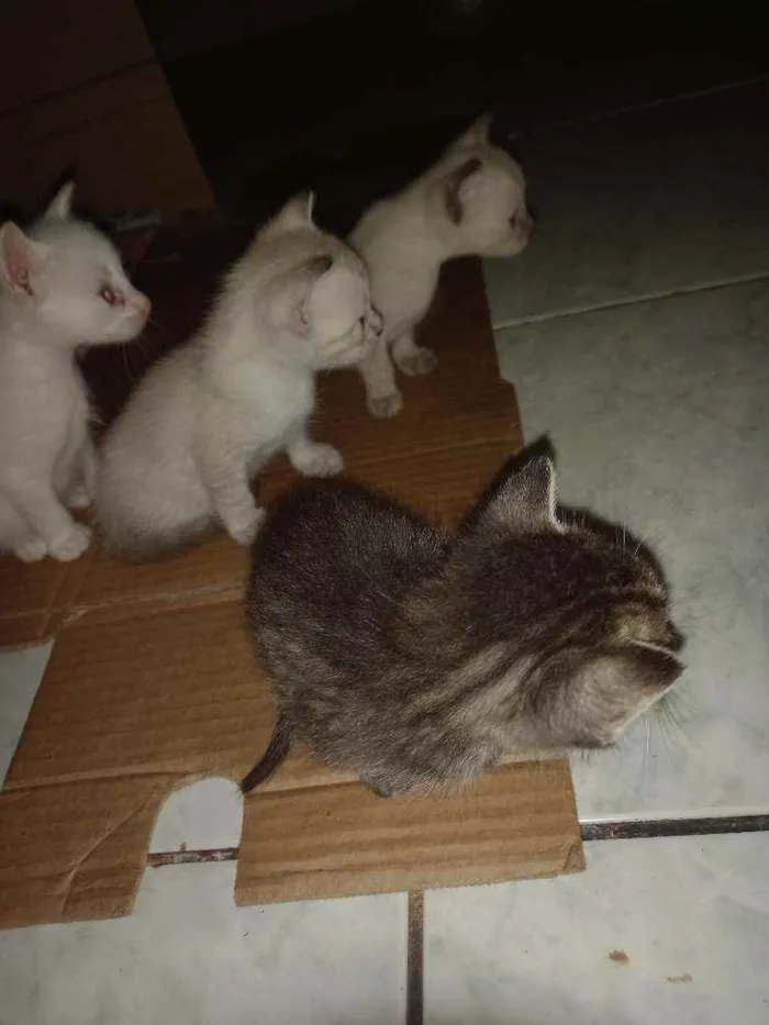 Gato raça  idade Abaixo de 2 meses nome Sem nome
