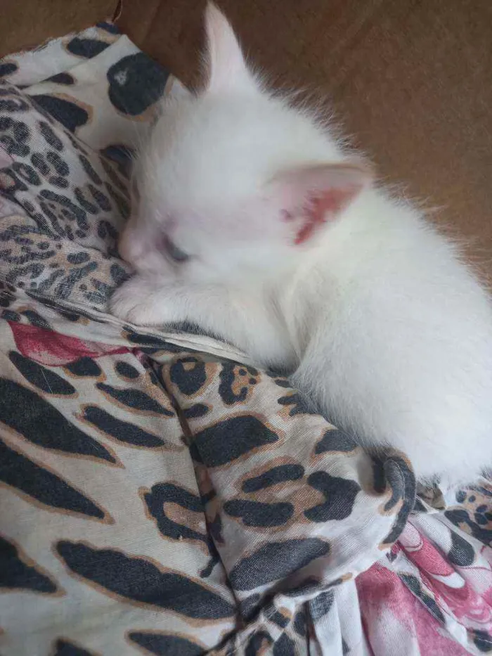 Gato raça  idade Abaixo de 2 meses nome Sem nome