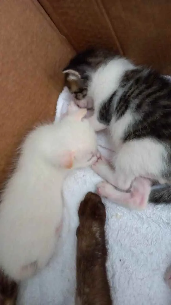 Gato raça  idade Abaixo de 2 meses nome Sem nome