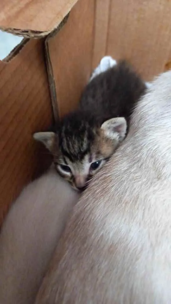 Gato raça  idade Abaixo de 2 meses nome Sem nome