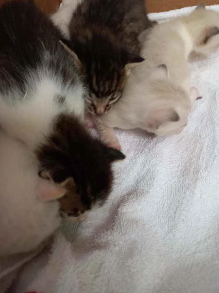 Gato raça  idade Abaixo de 2 meses nome Sem nome
