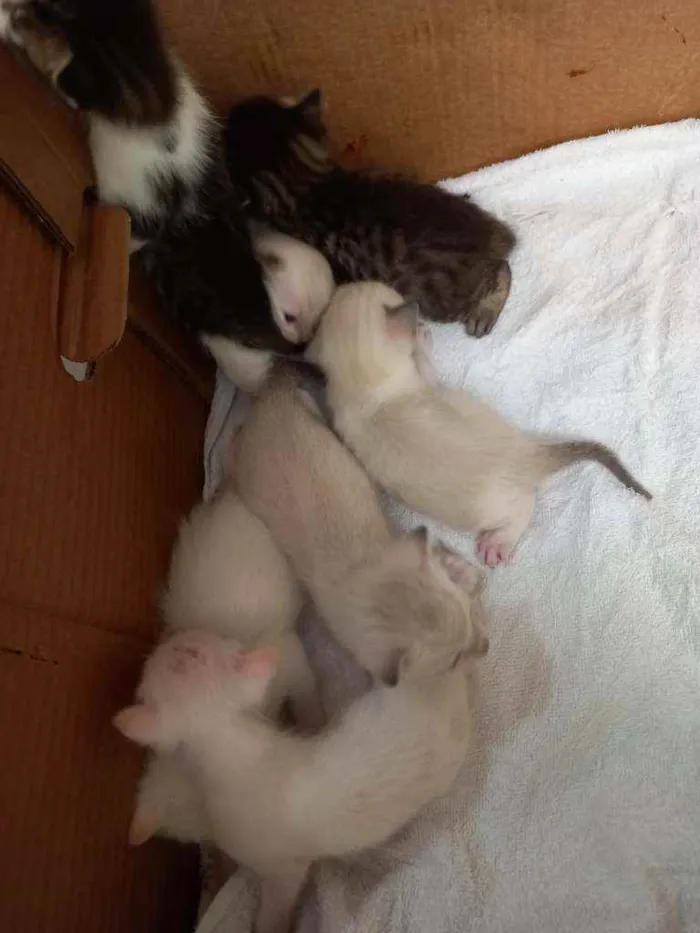 Gato raça  idade Abaixo de 2 meses nome Sem nome