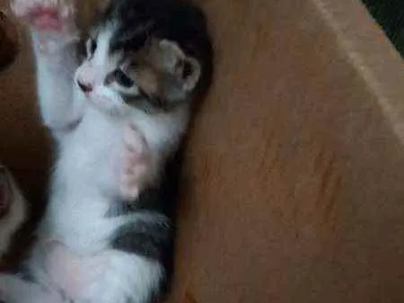 Gato raça  idade Abaixo de 2 meses nome Sem nome