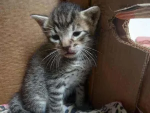 Gato raça  idade Abaixo de 2 meses nome Sem nome