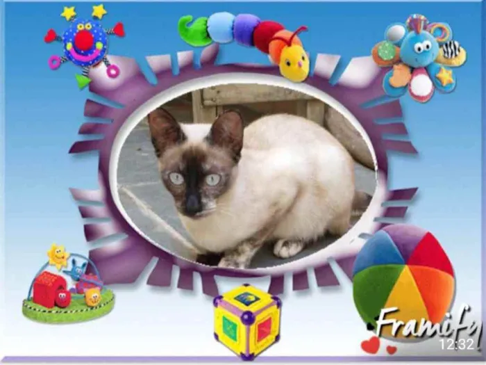 Gato ra a Srd idade 2 a 6 meses nome Filó