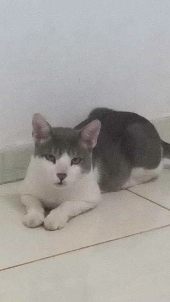 Gato raça  idade 7 a 11 meses nome Amadeu