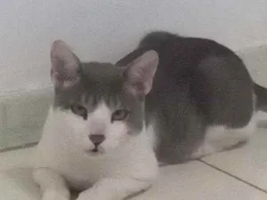 Gato raça  idade 7 a 11 meses nome Amadeu
