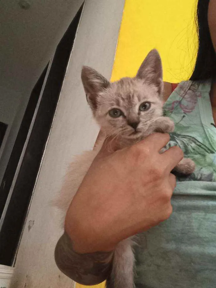 Gato raça  idade Abaixo de 2 meses nome Tel