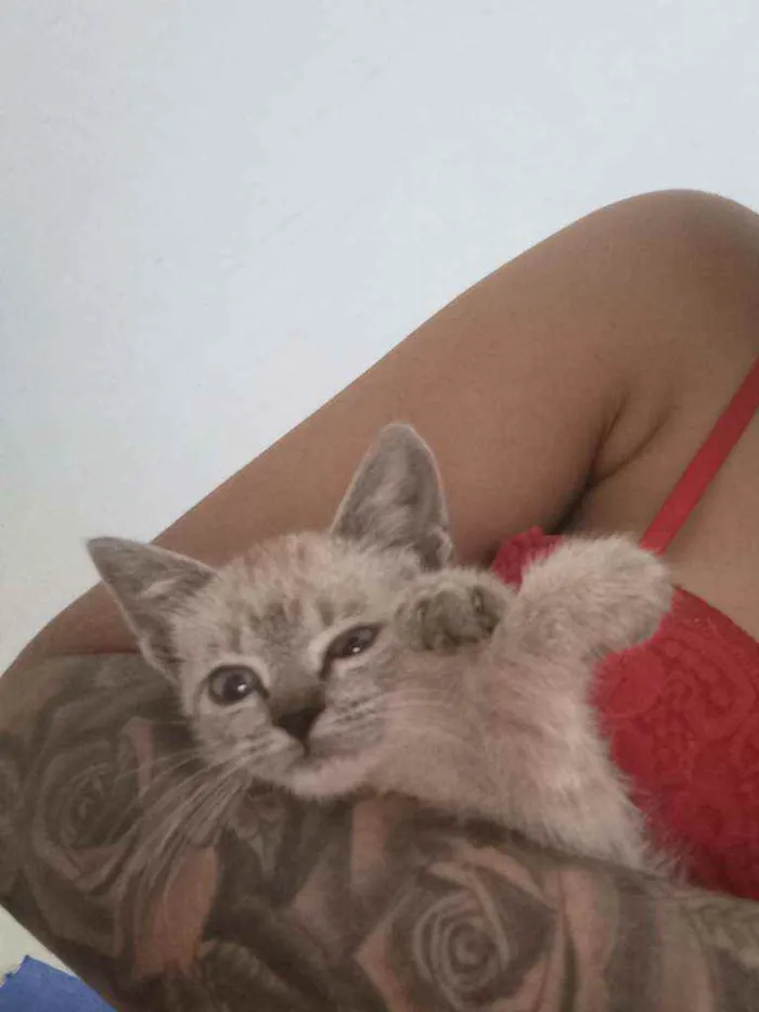 Gato raça  idade Abaixo de 2 meses nome Tel