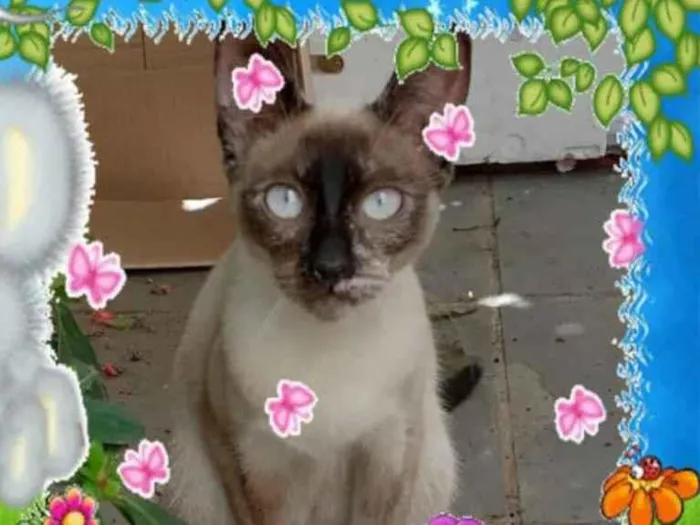 Gato ra a Srd idade 2 a 6 meses nome Filó