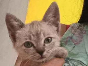 Gato raça  idade Abaixo de 2 meses nome Tel