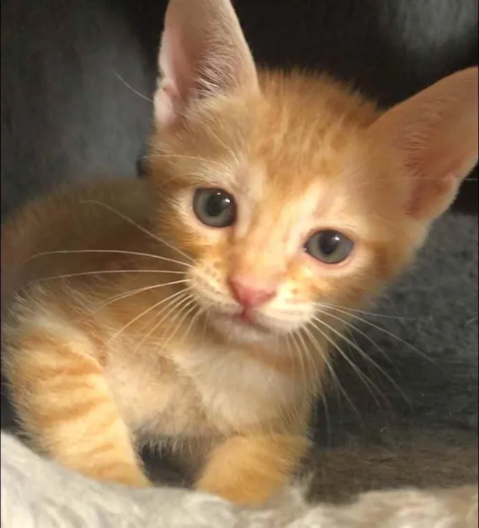 Gato ra a Srd idade Abaixo de 2 meses nome Luluzinha 