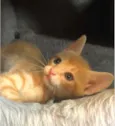 Luluzinha 