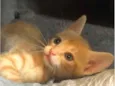 Luluzinha 