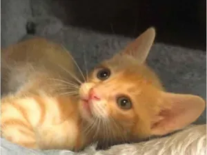 Gato raça Srd idade Abaixo de 2 meses nome Luluzinha 