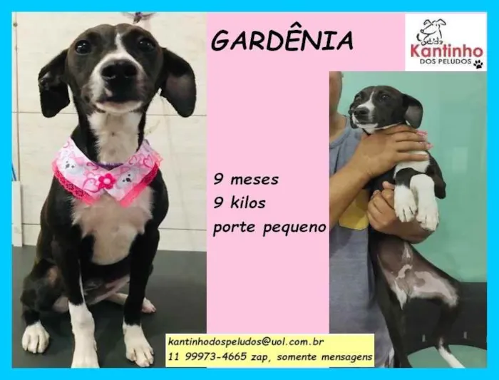 Cachorro raça SRD idade 7 a 11 meses nome Gardênia