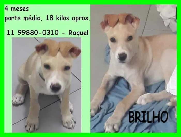 Cachorro raça SRD idade 2 a 6 meses nome Brilho