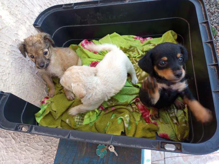 Cachorro ra a Sem raça idade Abaixo de 2 meses nome Fufi