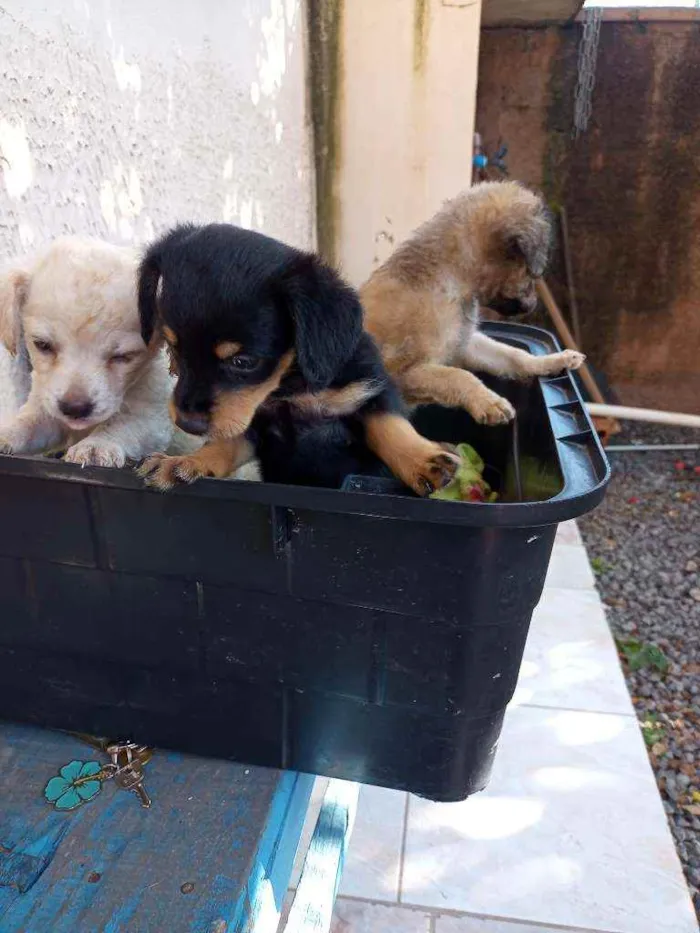 Cachorro ra a Sem raça idade Abaixo de 2 meses nome Fufi