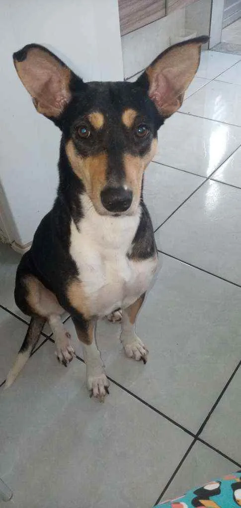 Cachorro ra a Srd idade 2 anos nome Menina