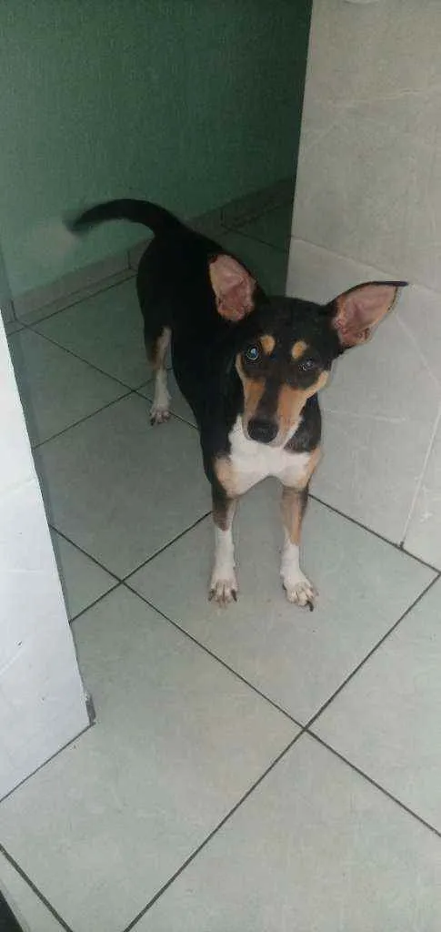 Cachorro ra a Srd idade 2 anos nome Menina