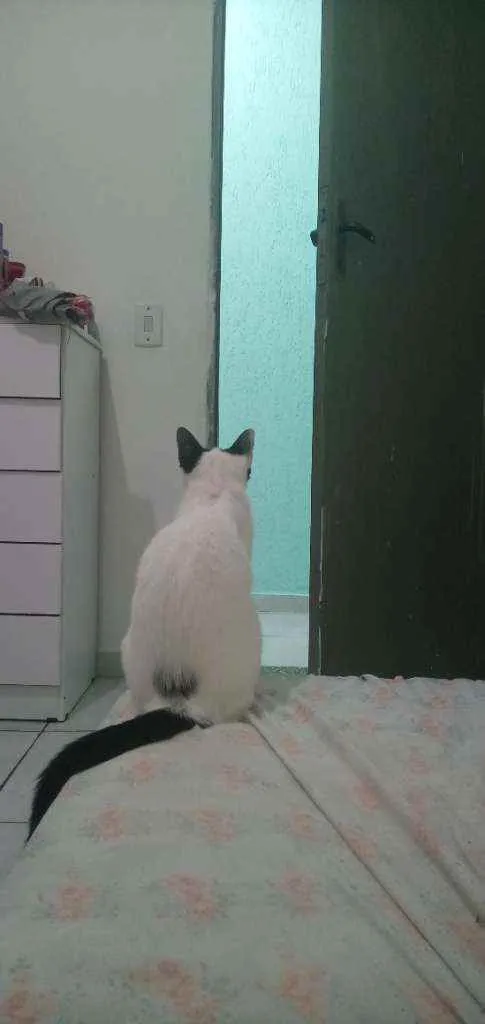 Gato ra a SRD idade  nome Nárnia/ Jynx