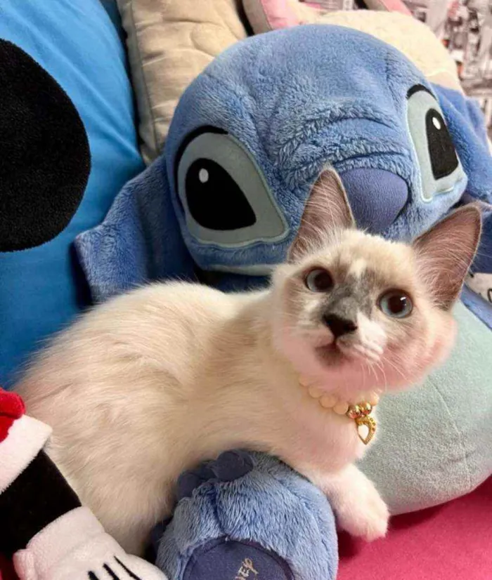 Gato raça Siamesa idade 2 a 6 meses nome ANGEL