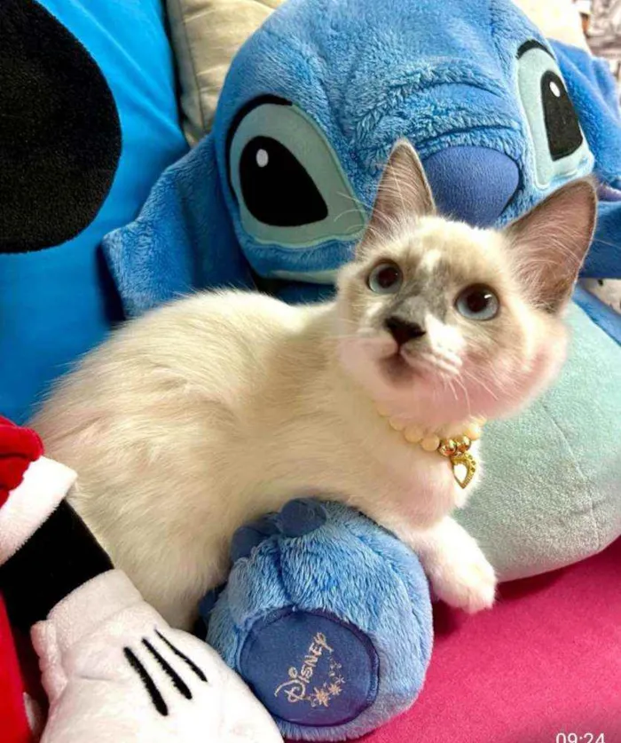 Gato raça Siamesa idade 2 a 6 meses nome ANGEL