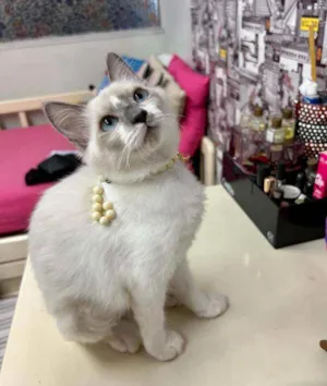 Gato raça Siamesa idade 2 a 6 meses nome ANGEL