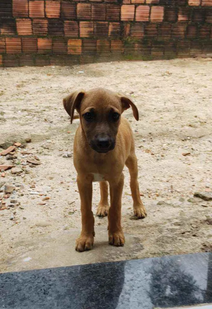 Cachorro raça Sem Raça Definida (SRD) idade 2 a 6 meses nome Leona