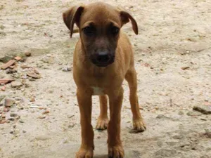 Cachorro raça Sem Raça Definida (SRD) idade 2 a 6 meses nome Leona
