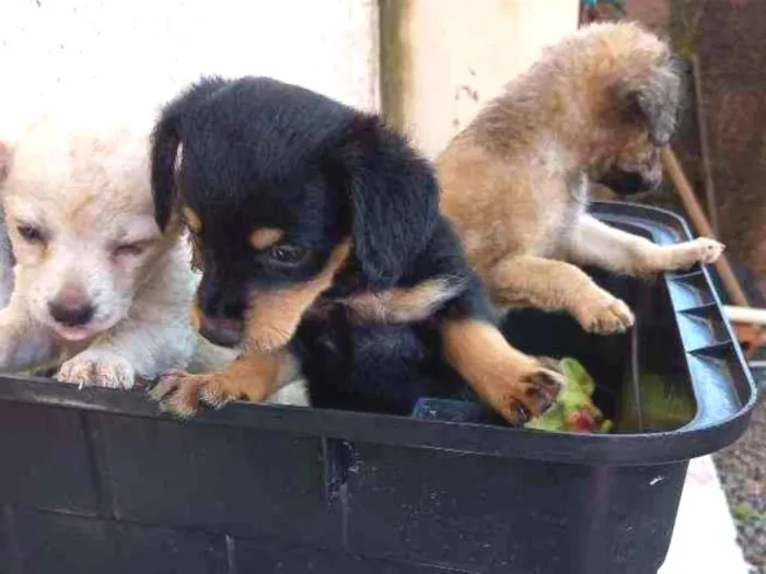 Cachorro ra a Sem raça idade Abaixo de 2 meses nome Fufi