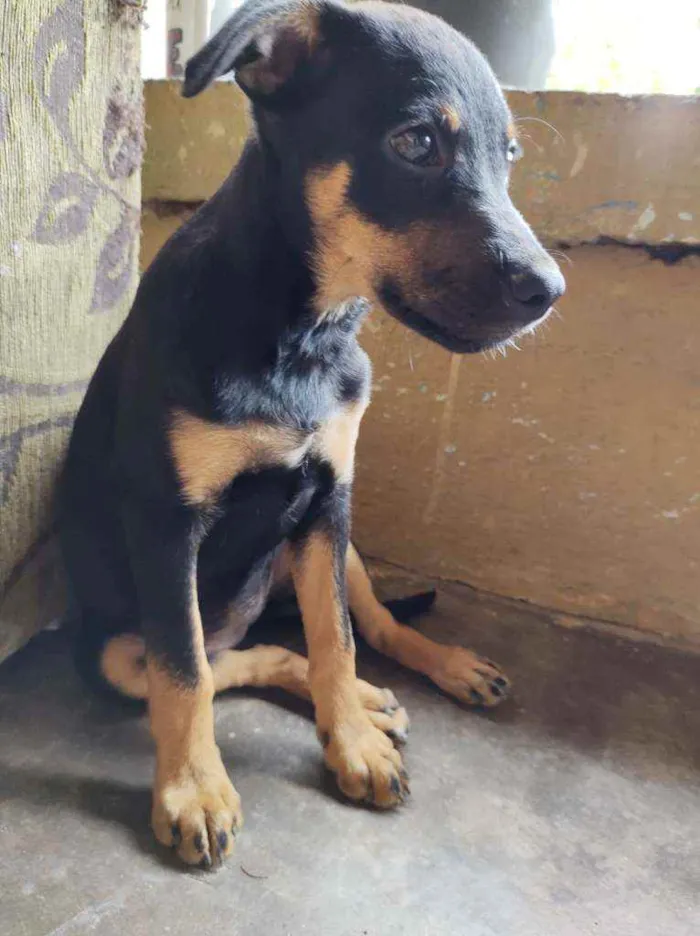 Cachorro raça Sem Raça Definida (SRD) idade 2 a 6 meses nome Nega
