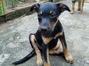 Cachorro raça Sem Raça Definida (SRD) idade 2 a 6 meses nome Nega