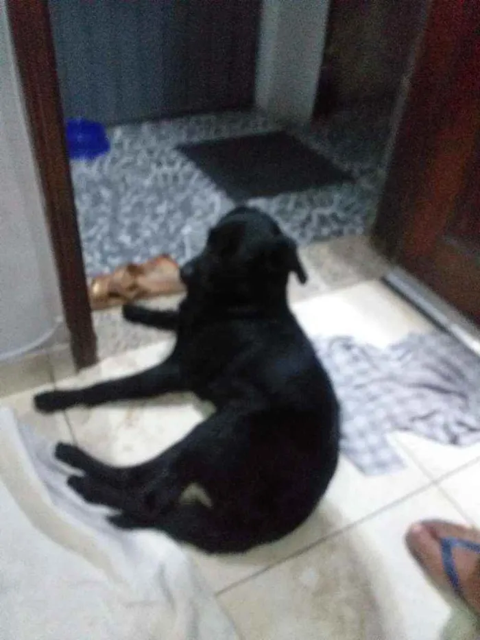 Cachorro ra a Desconhecido idade 1 ano nome Negao