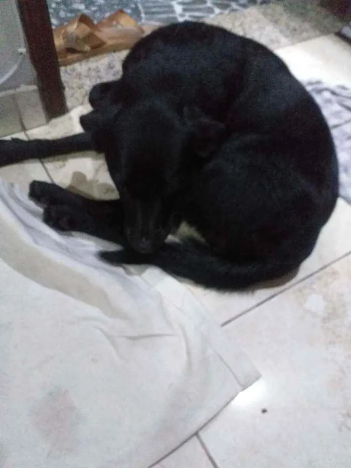 Cachorro ra a Desconhecido idade 1 ano nome Negao