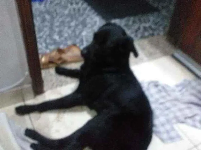 Cachorro ra a Desconhecido idade 1 ano nome Negao