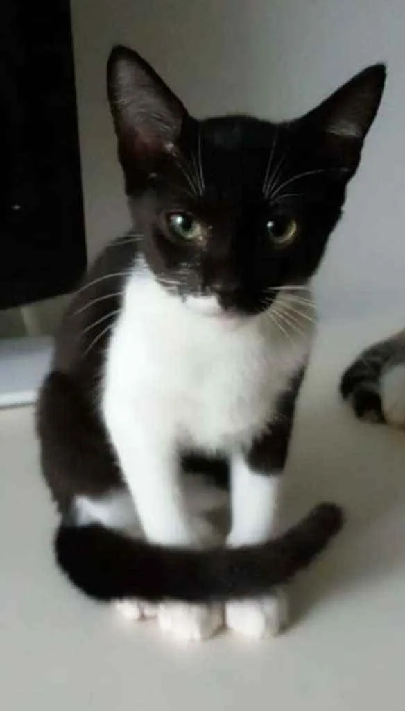 Gato ra a srd bicolor idade 2 a 6 meses nome LORD