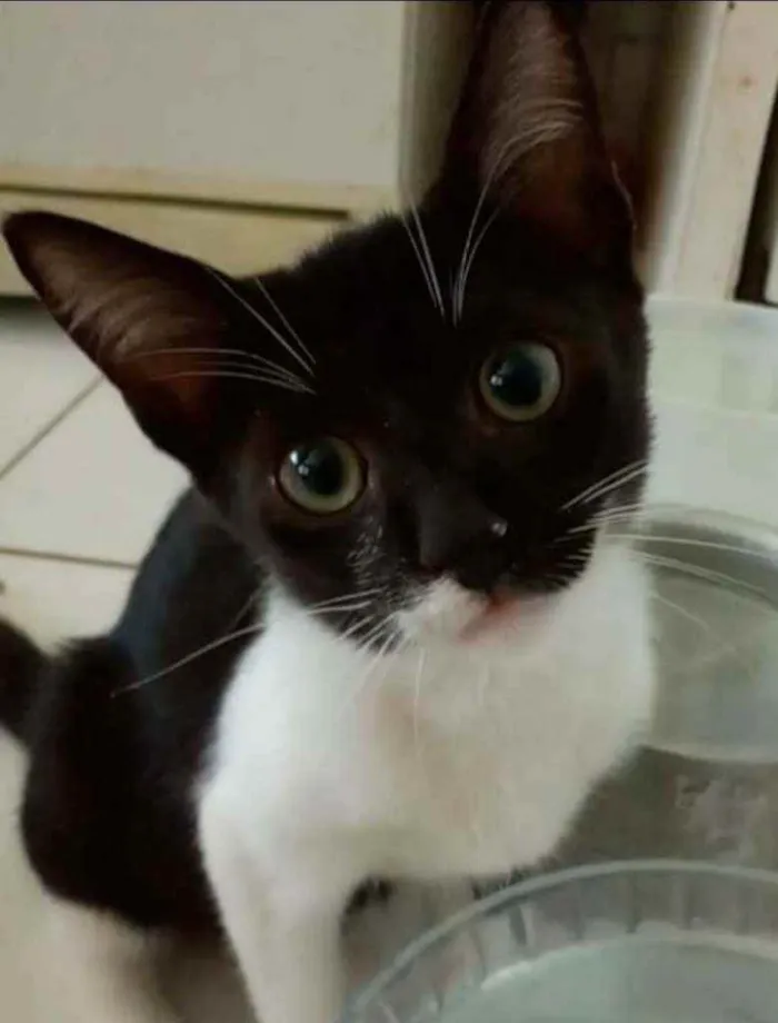 Gato ra a srd bicolor idade 2 a 6 meses nome LORD