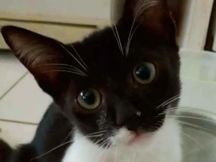 Gato ra a srd bicolor idade 2 a 6 meses nome LORD