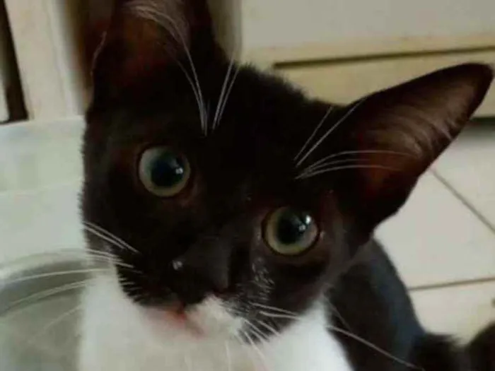 Gato ra a srd bicolor idade 2 a 6 meses nome LORD