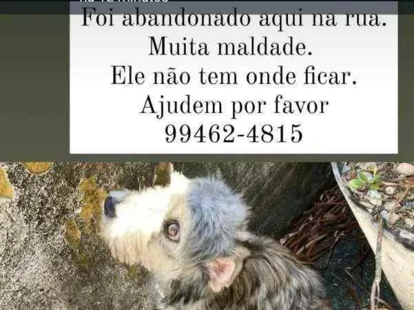 Cachorro ra a Srd idade 7 a 11 meses nome Sem nome