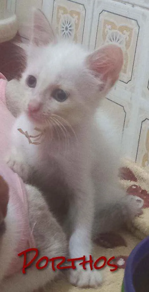 Gato raça SRD idade 2 a 6 meses nome PORTHOS