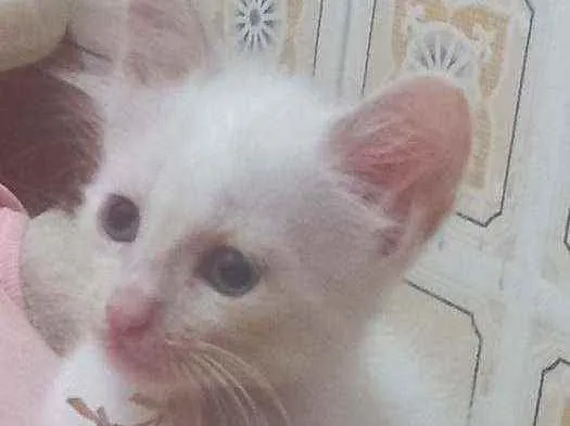 Gato raça SRD idade 2 a 6 meses nome PORTHOS
