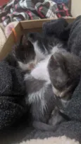 Filhotes gatinhos