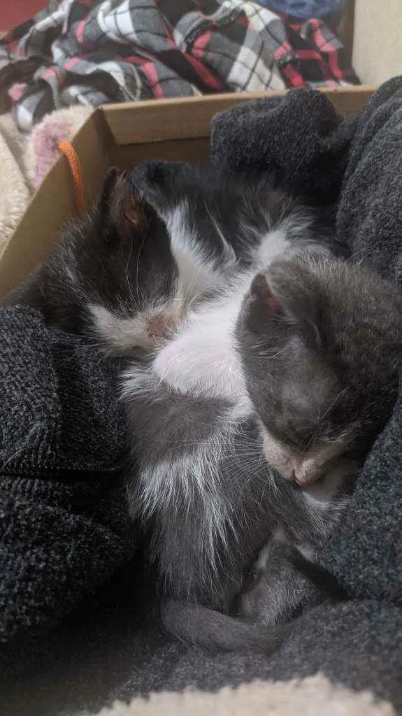 Gato ra a Rnd idade Abaixo de 2 meses nome Filhotes gatinhos