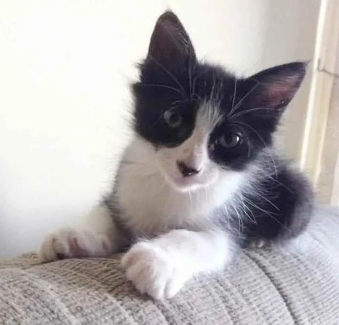 Gato ra a srd frajolinha  idade 2 a 6 meses nome EMILINHO