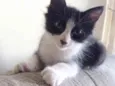 EMILINHO